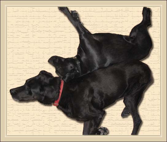 Dogleg Diaries: Pokey teaches Mia to chill