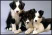 Non-profit Animal  Welfare Organizations in the Eastern Sierra