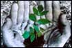 Environmental Organizations listed in the Eastern Sierra